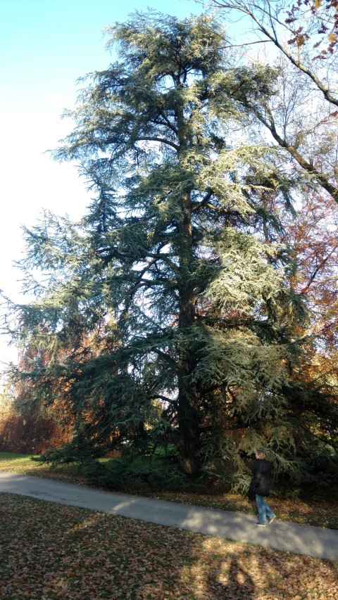 Cedrus atlantica plantplacesimage20161120_151608.jpg