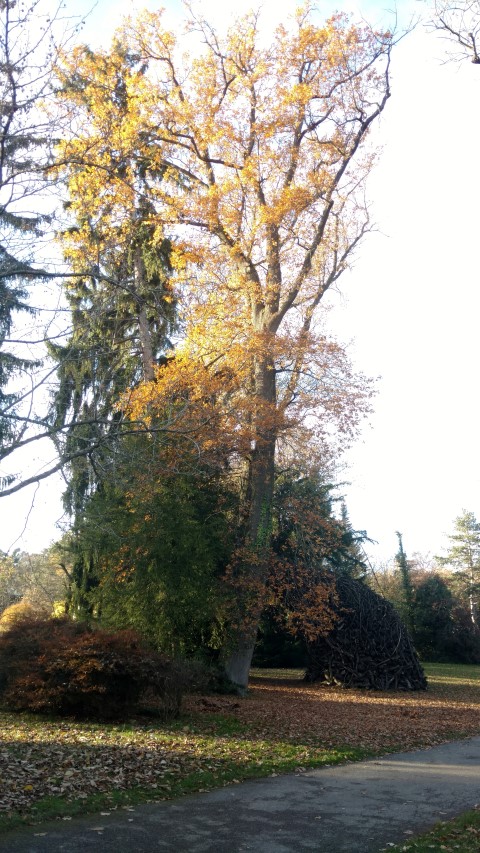 Quercus robur plantplacesimage20161120_151651.jpg