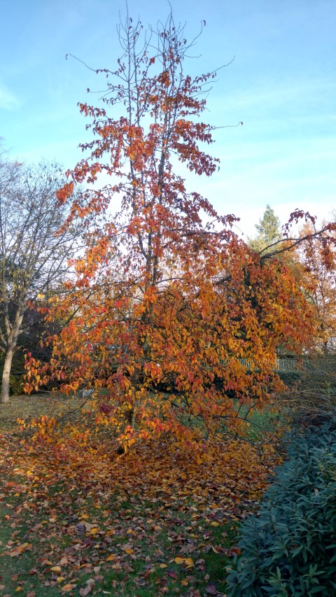 Pyrus ussuriensis plantplacesimage20161120_151802.jpg