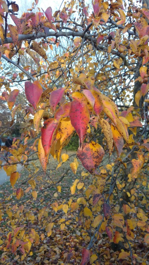 Pyrus ussuriensis plantplacesimage20161120_151826.jpg