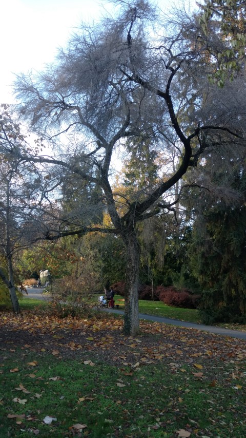 Ulmus pumila plantplacesimage20161120_152220.jpg