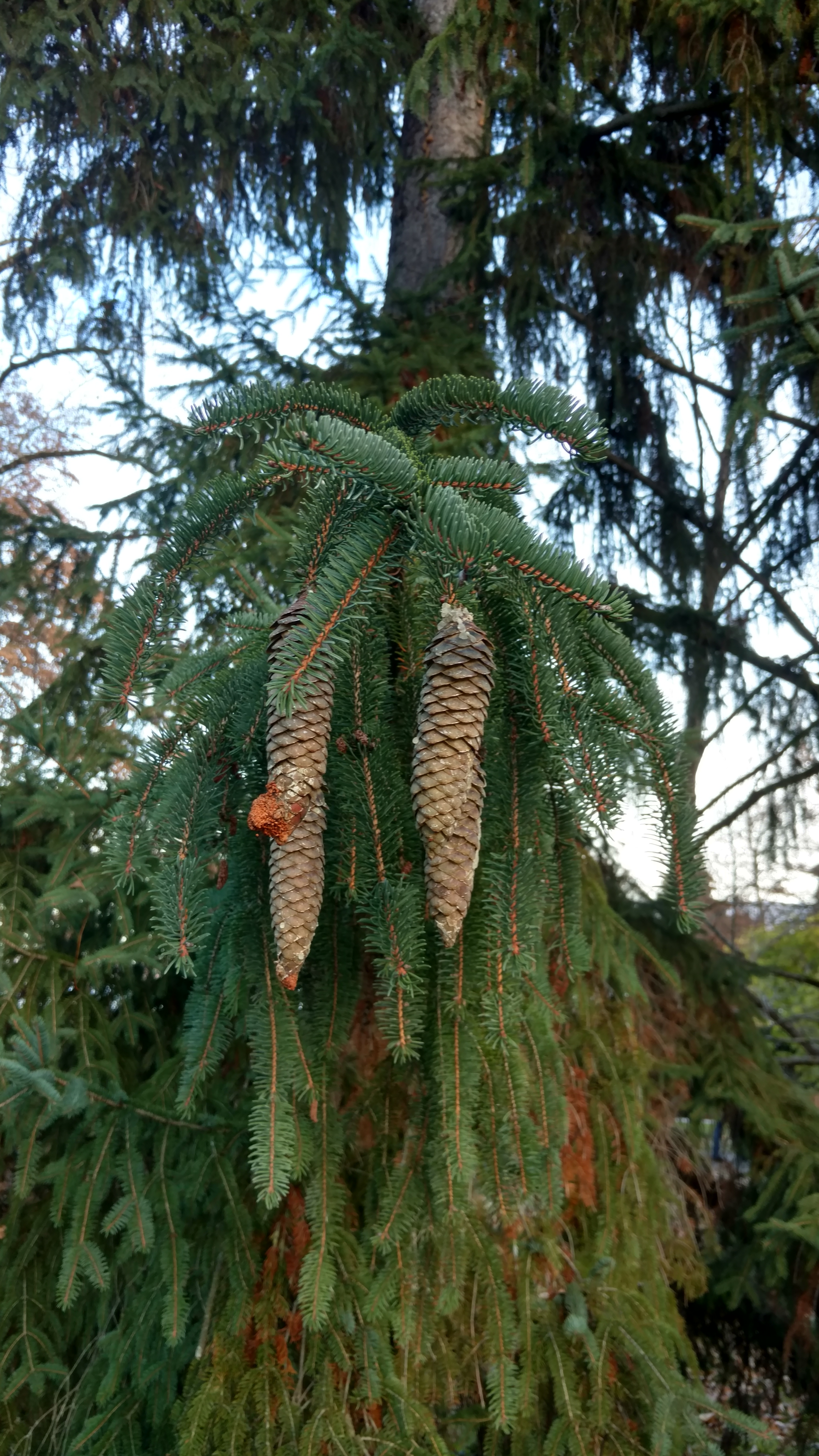 Picea koyamai plantplacesimage20161120_152855.jpg