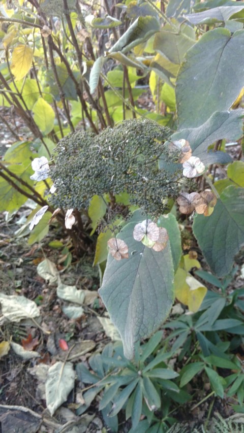 Hydrangea aspera plantplacesimage20161120_153003.jpg