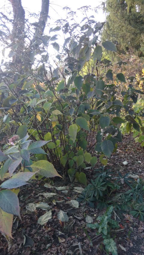 Hydrangea aspera plantplacesimage20161120_153020.jpg