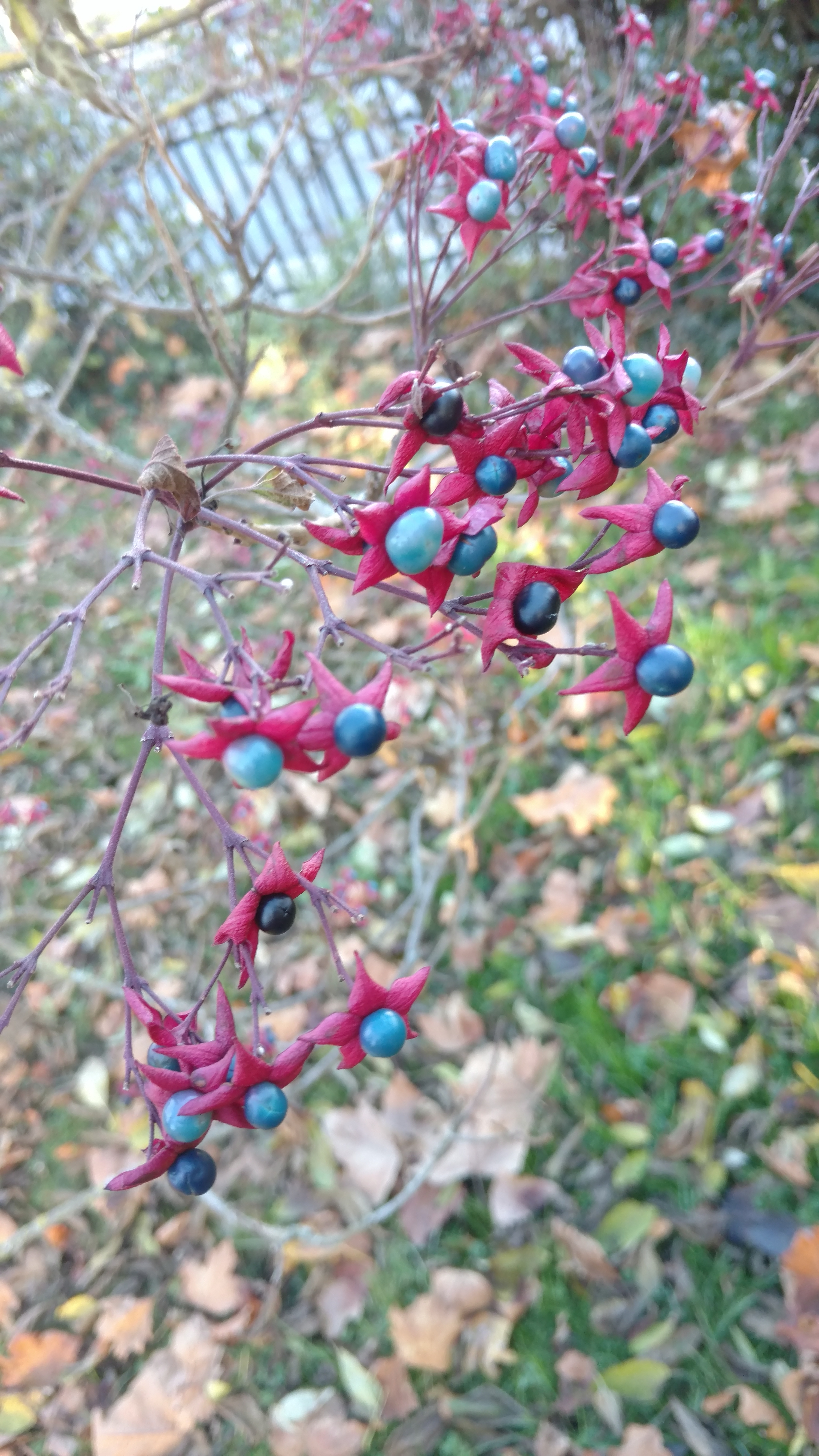 Clerodendrum tricotomum plantplacesimage20161120_153457.jpg