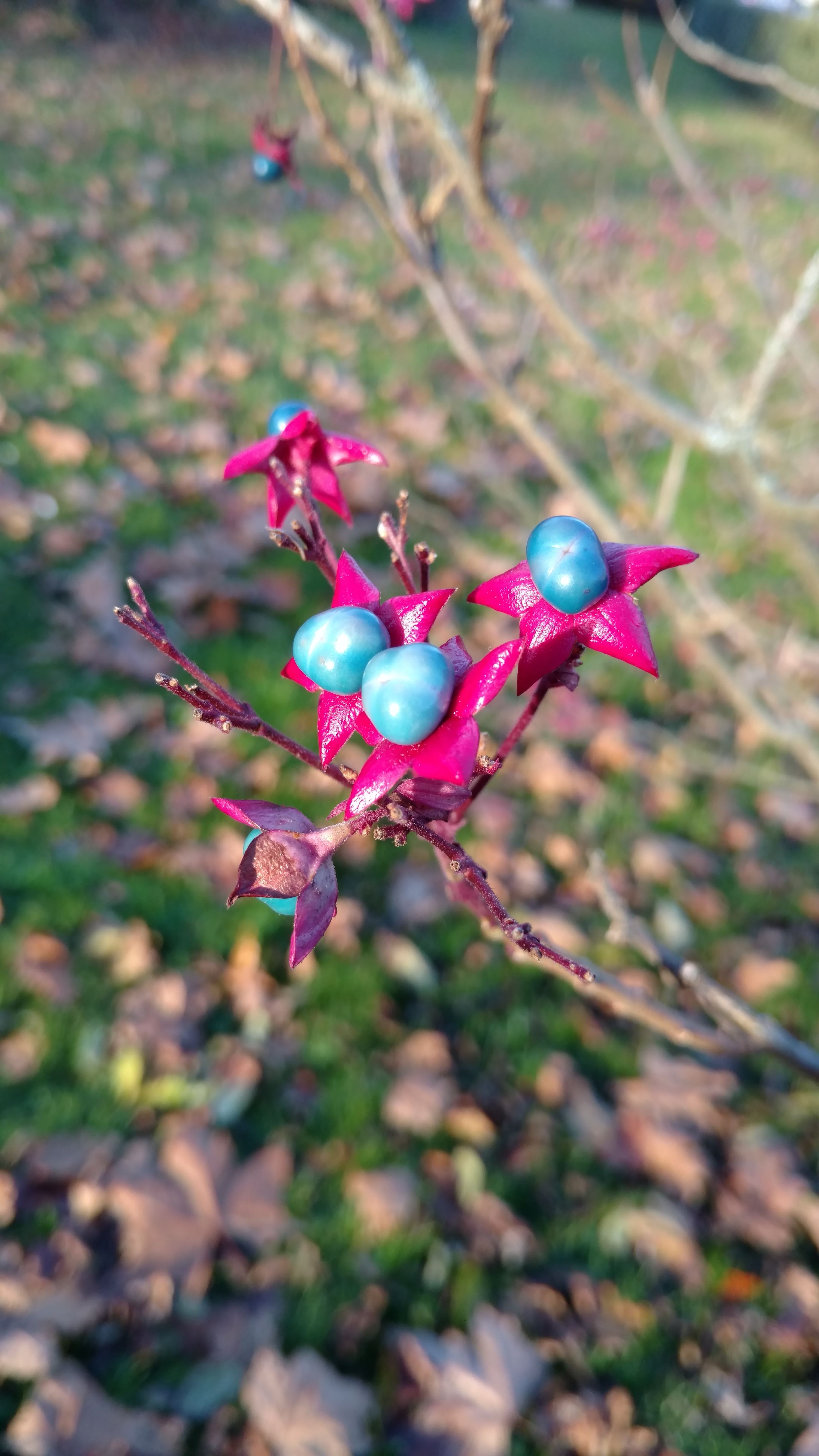 Clerodendrum tricotomum plantplacesimage20161120_153508.jpg