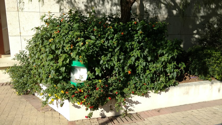 Lantana camara plantplacesimage20161126_125625.jpg