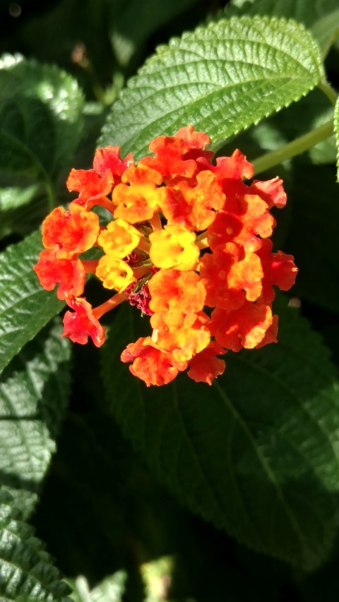 Lantana camara plantplacesimage20161126_125639.jpg