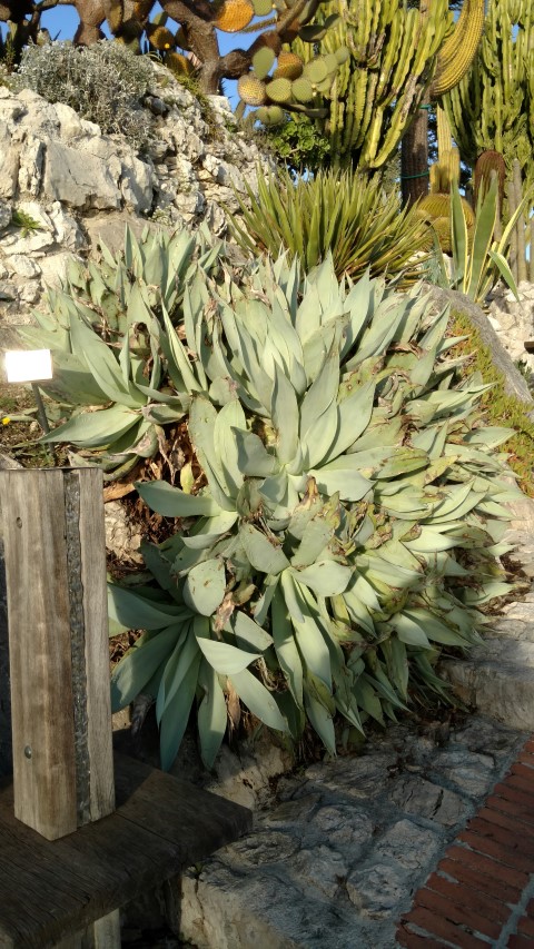 Agave attenuata plantplacesimage20161126_154426.jpg