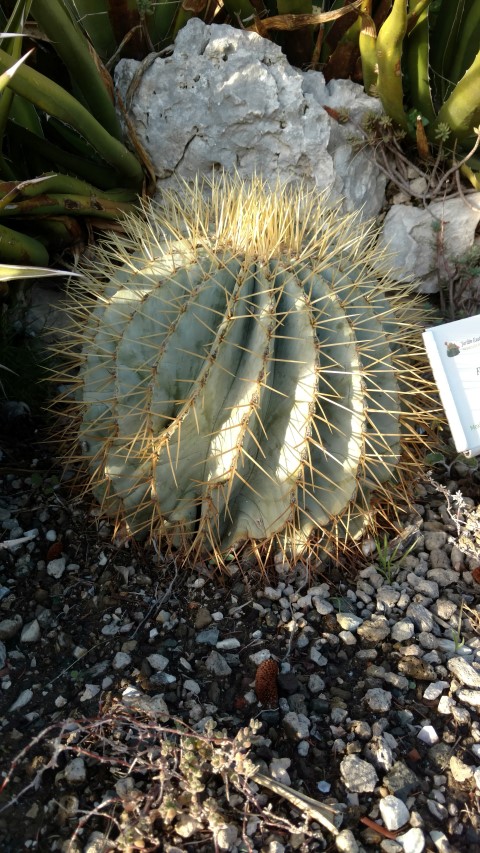 Ferocactus glaucescens plantplacesimage20161126_154514.jpg