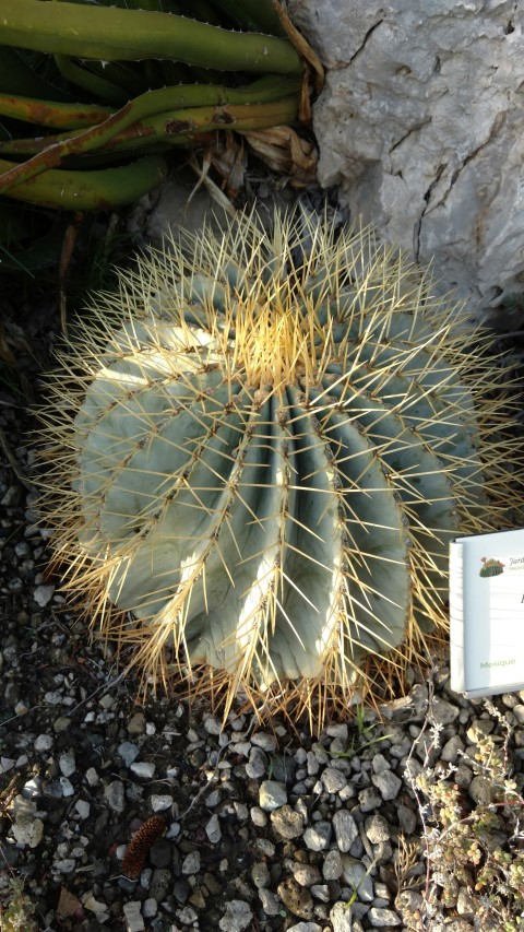 Ferocactus glaucescens plantplacesimage20161126_154522.jpg