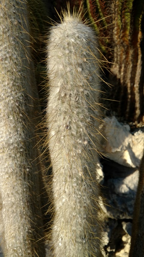 Cleistocactus strausii plantplacesimage20161126_154624.jpg