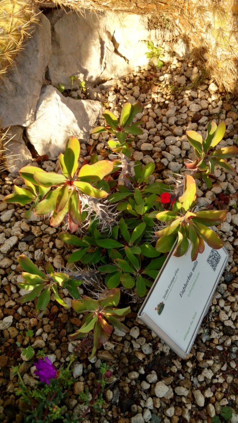 Euphorbia milii plantplacesimage20161126_154657.jpg