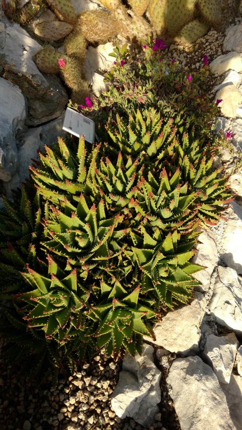 Aloe succotrina plantplacesimage20161126_154722.jpg