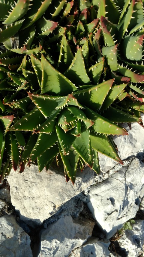 Aloe succotrina plantplacesimage20161126_154735.jpg