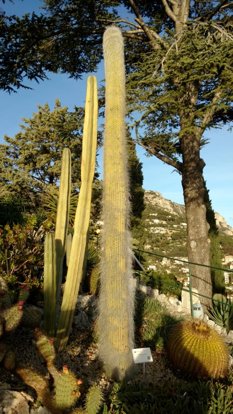 Cephalocereus senilis plantplacesimage20161126_155008.jpg