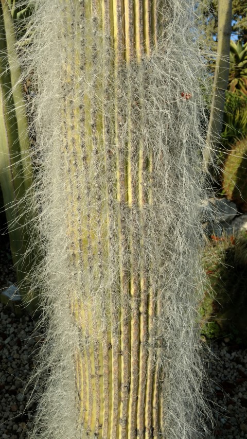 Cephalocereus senilis plantplacesimage20161126_155019.jpg