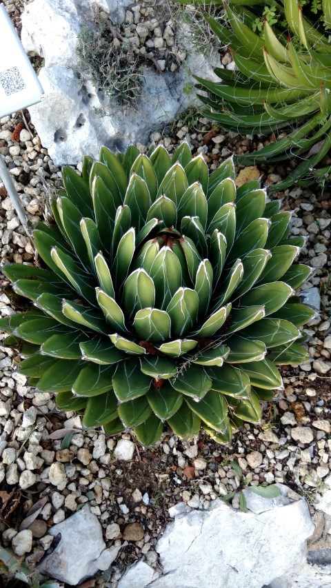 Agave victoriae-reginae plantplacesimage20161126_155211.jpg