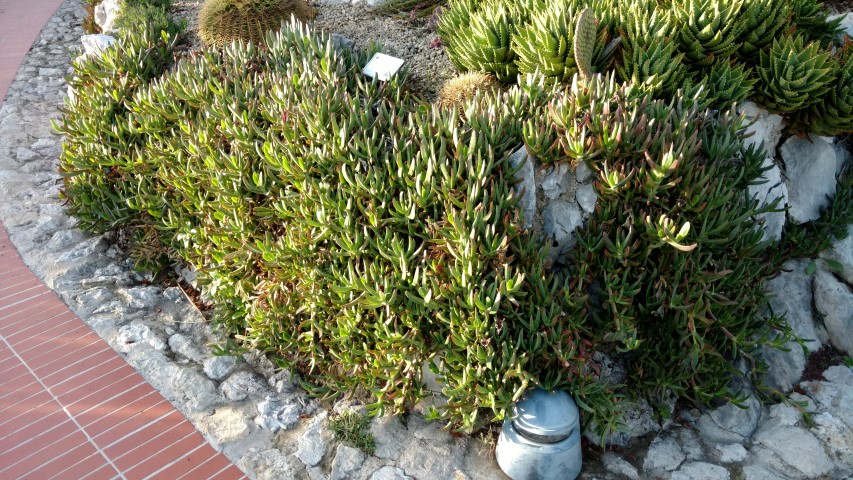 Carpobrotus acinaciformus plantplacesimage20161126_155249.jpg