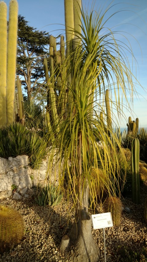 Beaucarnia recurvata plantplacesimage20161126_155347.jpg