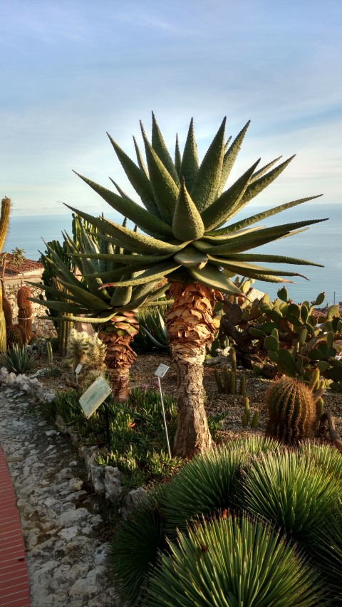 Aloe marlothii plantplacesimage20161126_155427.jpg