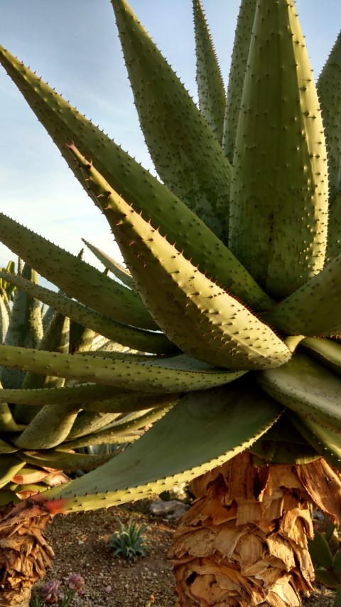 Aloe marlothii plantplacesimage20161126_155440.jpg