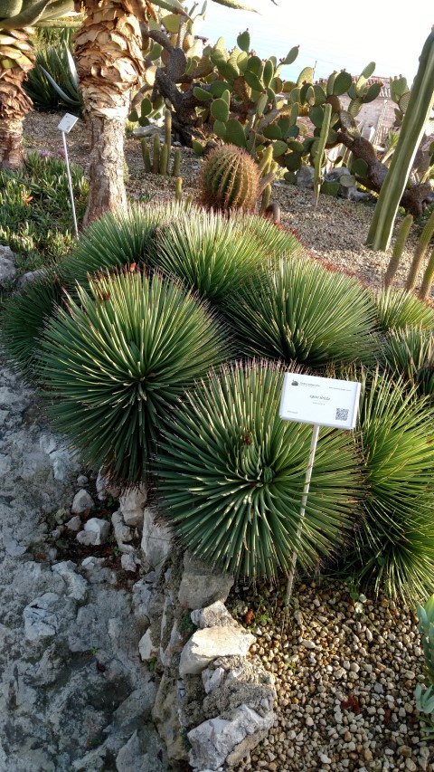 Agave stricta plantplacesimage20161126_155507.jpg