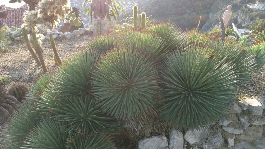 Agave stricta plantplacesimage20161126_155520.jpg