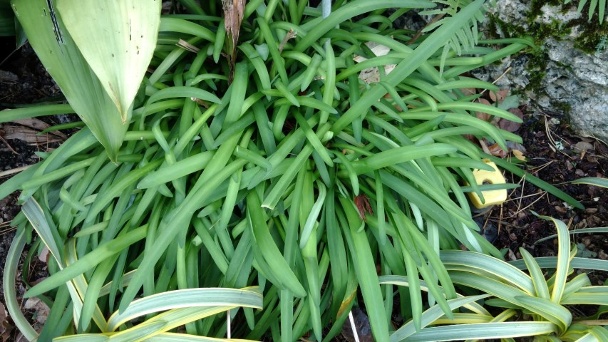 Agapanthus praecox plantplacesimage20161126_161042.jpg