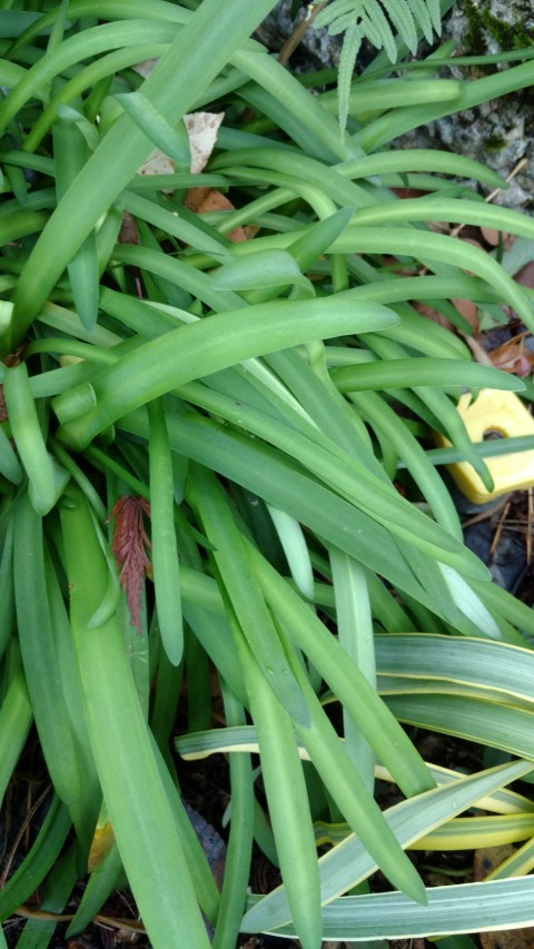 Agapanthus praecox plantplacesimage20161126_161055.jpg