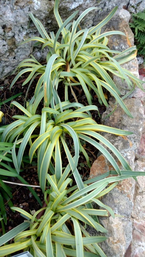 Agapanthus praecox plantplacesimage20161126_161141.jpg