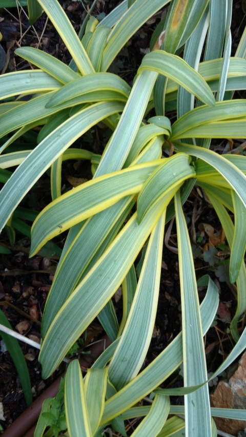 Agapanthus praecox plantplacesimage20161126_161150.jpg