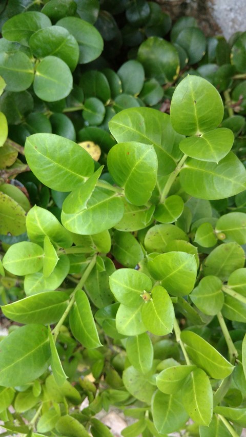 Carissa grandiflora plantplacesimage20161126_161254.jpg