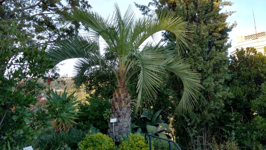 Butia capitata plantplacesimage20161126_161615.jpg