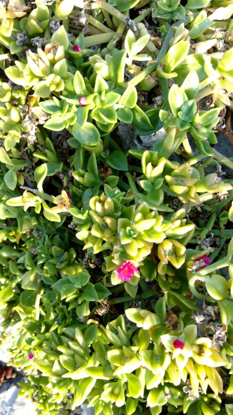 Aptenia cordifolia plantplacesimage20161126_161919.jpg