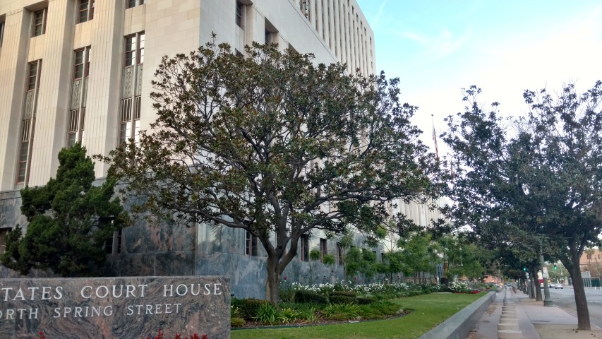 Magnolia grandiflora plantplacesimage20161204_161302.jpg