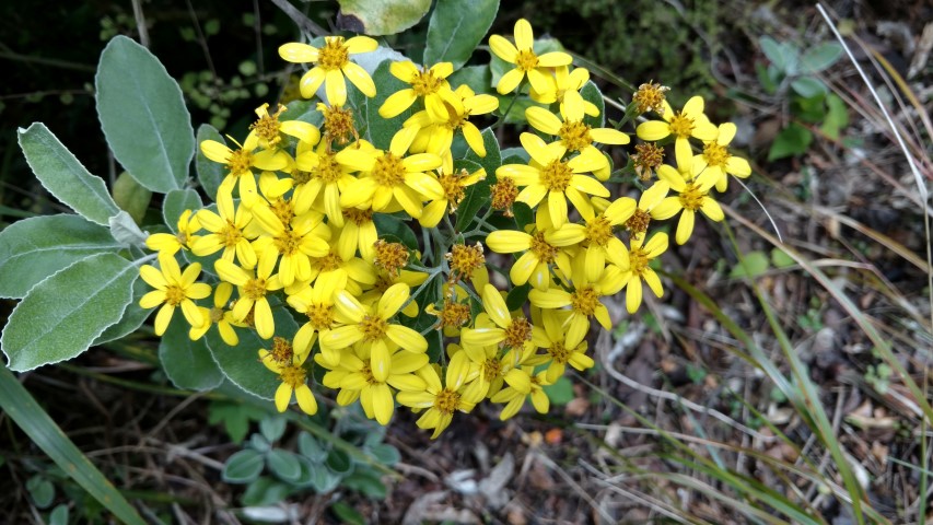 Brachyglottis greyi plantplacesimage20161213_110704.jpg