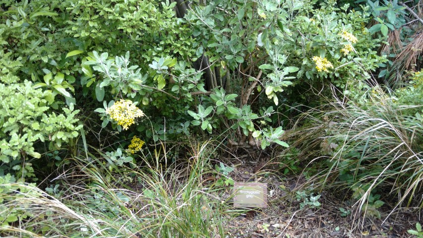 Brachyglottis greyi plantplacesimage20161213_110716.jpg