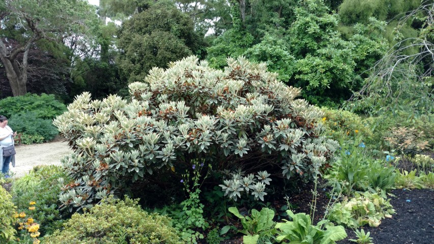 Rhododendron spp plantplacesimage20161213_111439.jpg