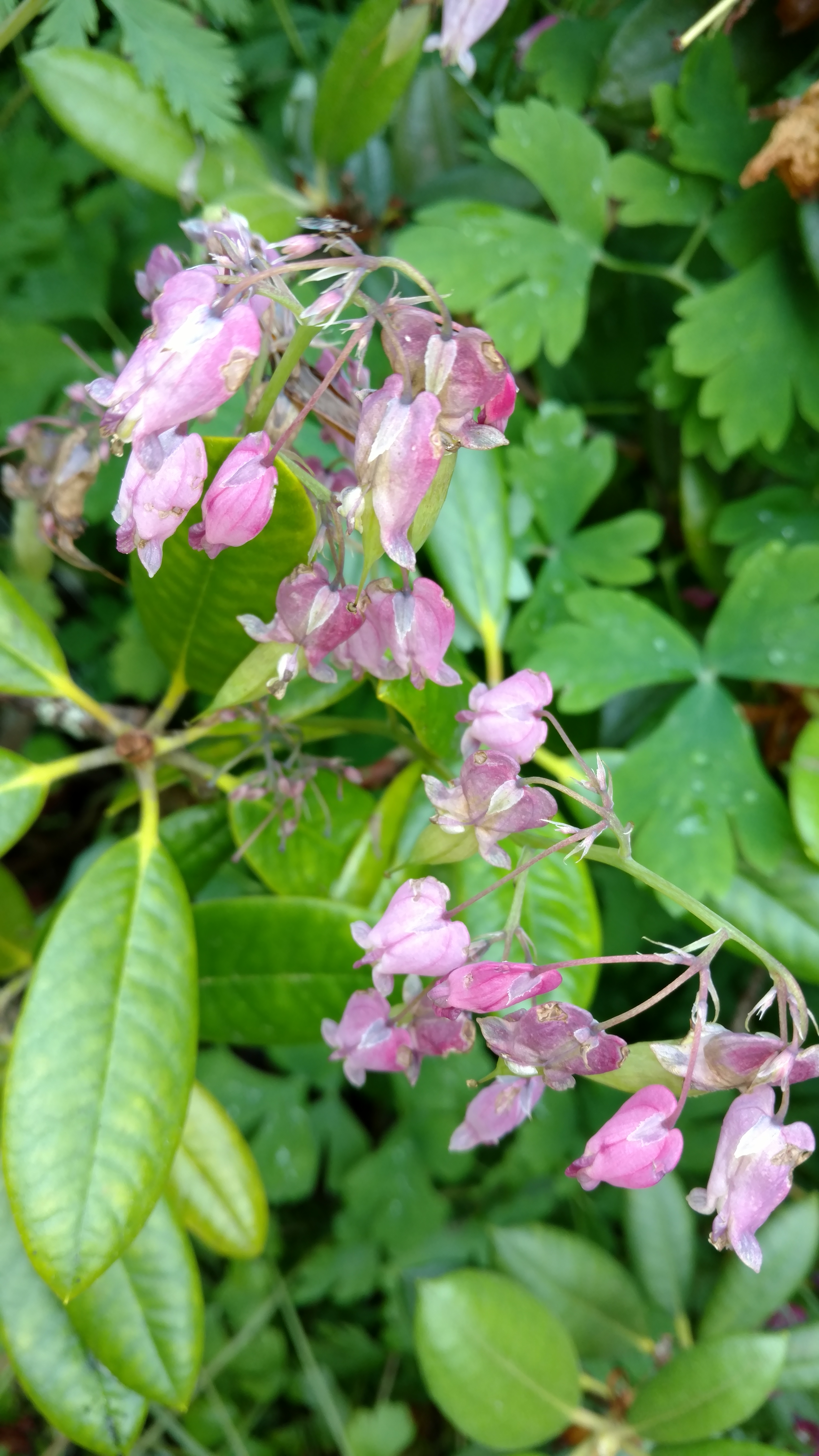 Dicentra spp plantplacesimage20161213_112112.jpg