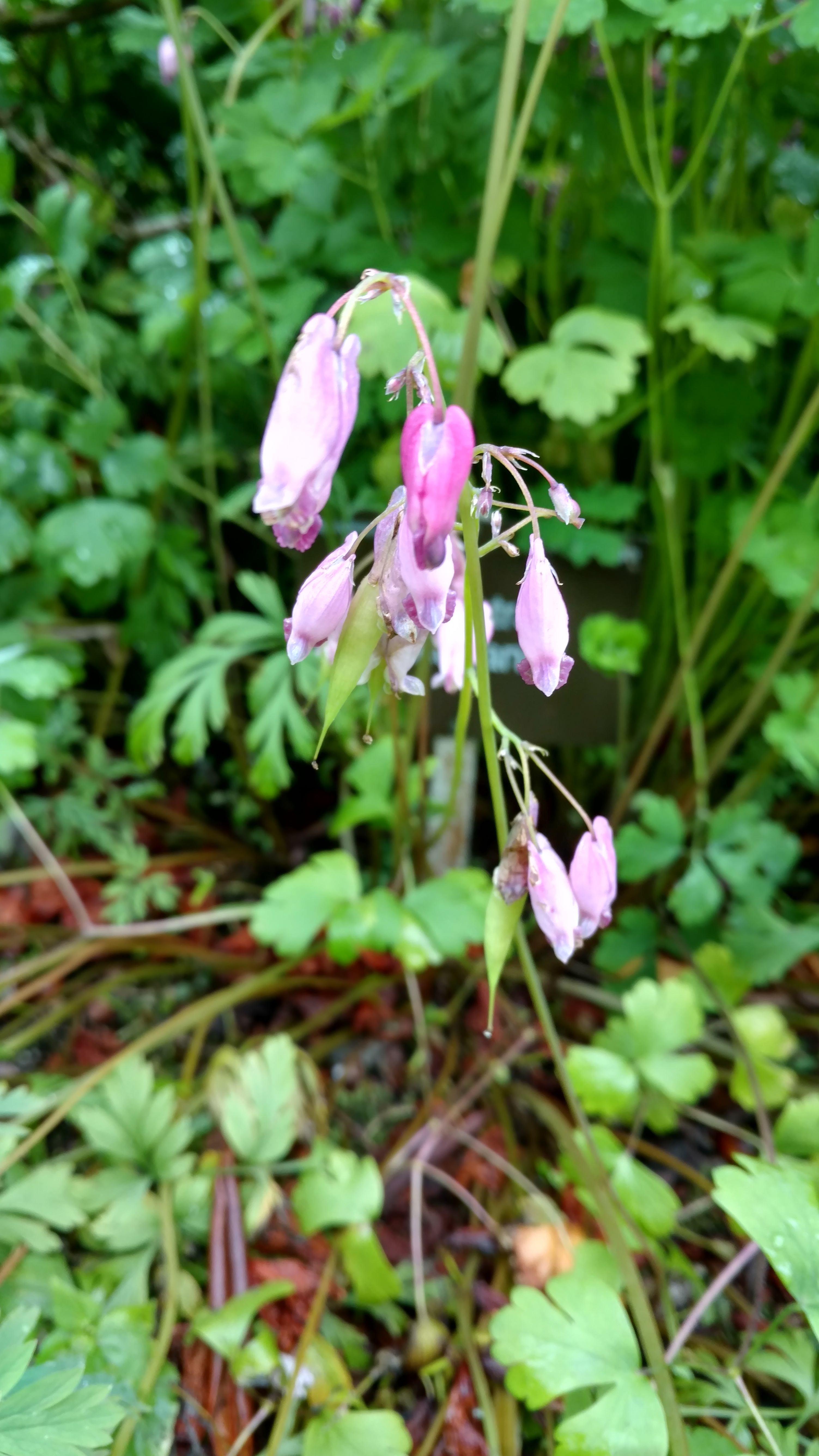 Dicentra spp plantplacesimage20161213_112128.jpg