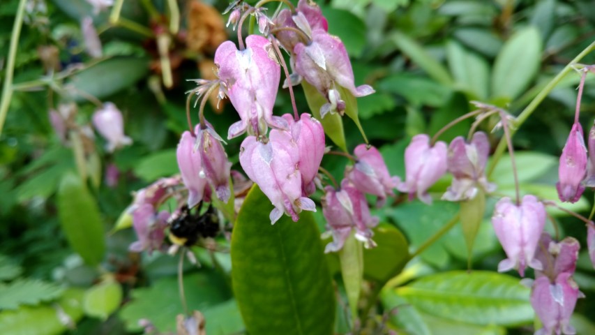 Dicentra spp plantplacesimage20161213_112151.jpg