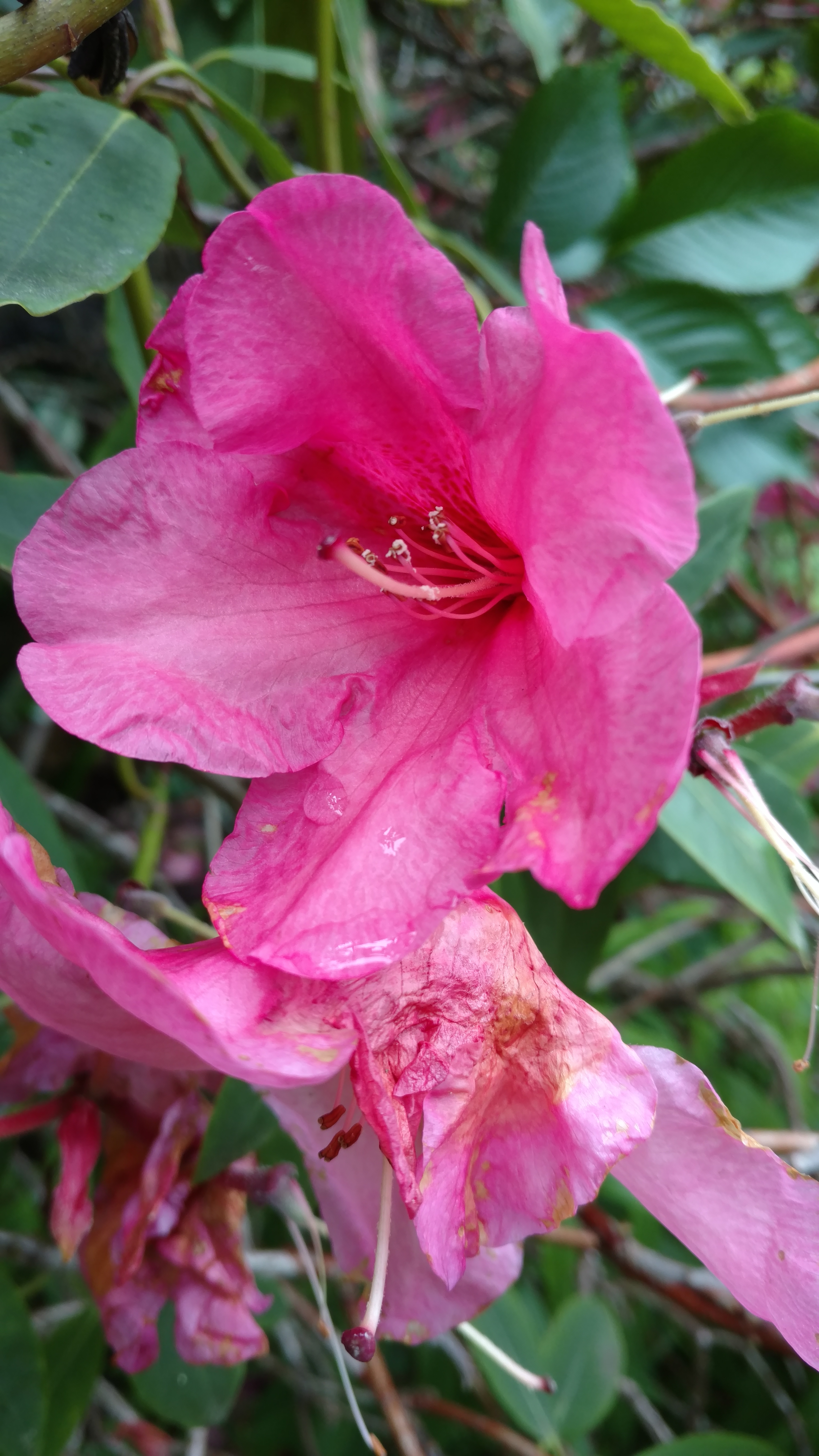 Rhododendron spp plantplacesimage20161213_112357.jpg