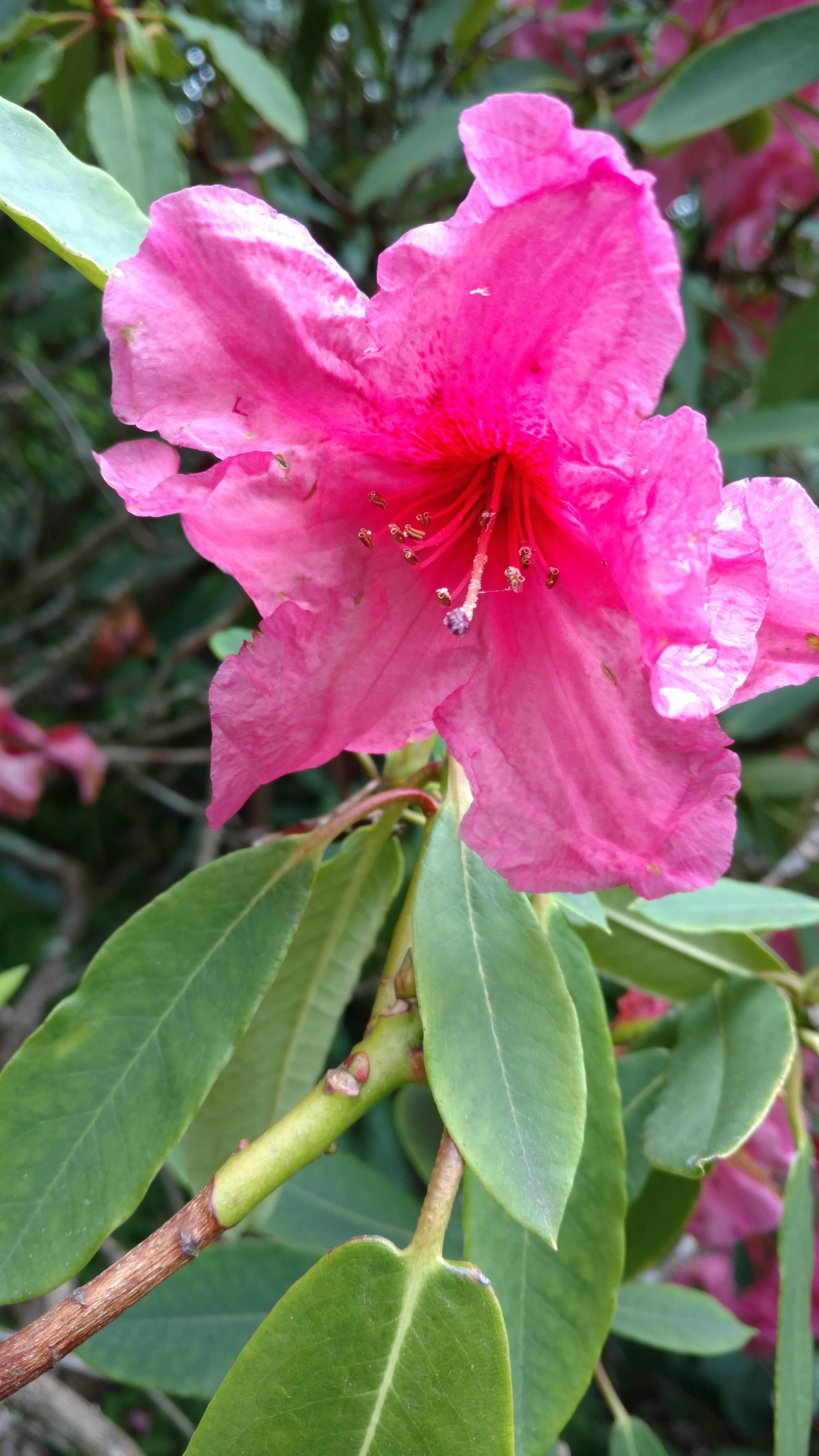 Rhododendron spp plantplacesimage20161213_112415.jpg