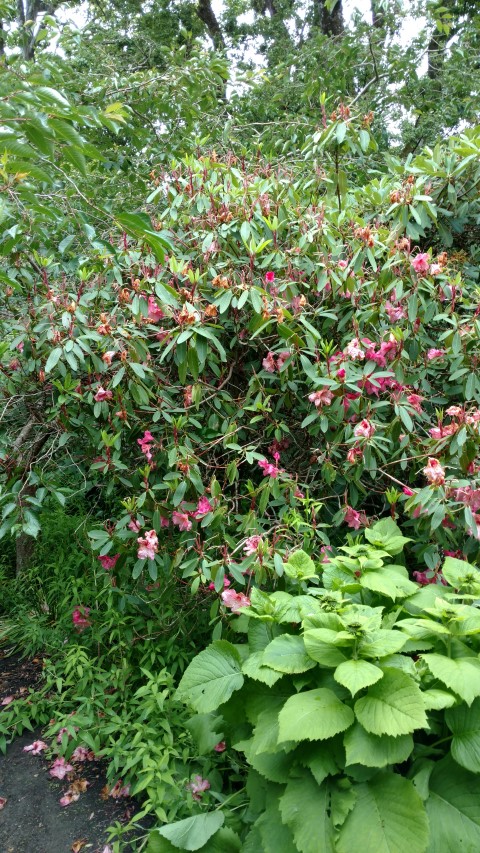 Rhododendron spp plantplacesimage20161213_112431.jpg