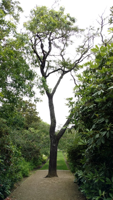 Sophora microphylla plantplacesimage20161213_112609.jpg