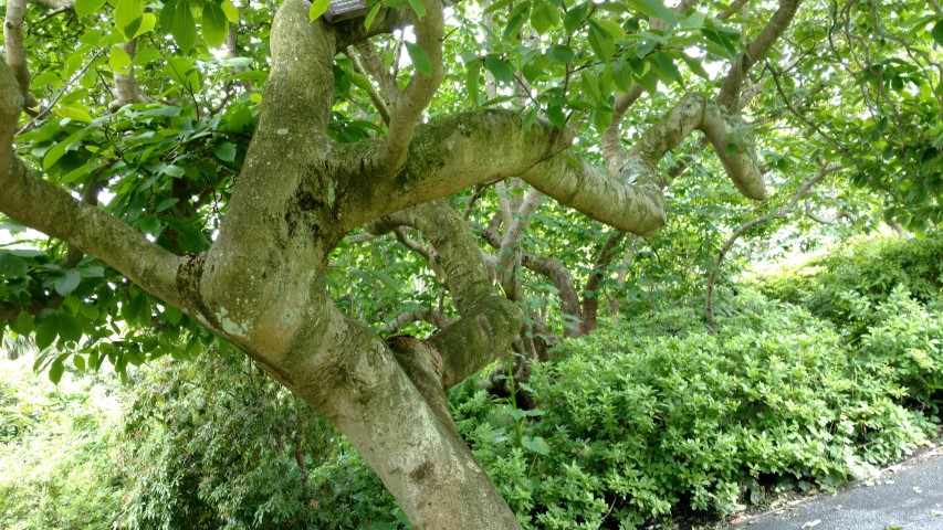 Magnolia x soulangeana plantplacesimage20161213_113126.jpg