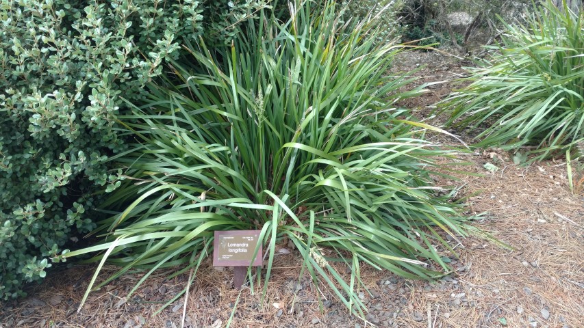 Lomandra longifolia plantplacesimage20161213_113943.jpg