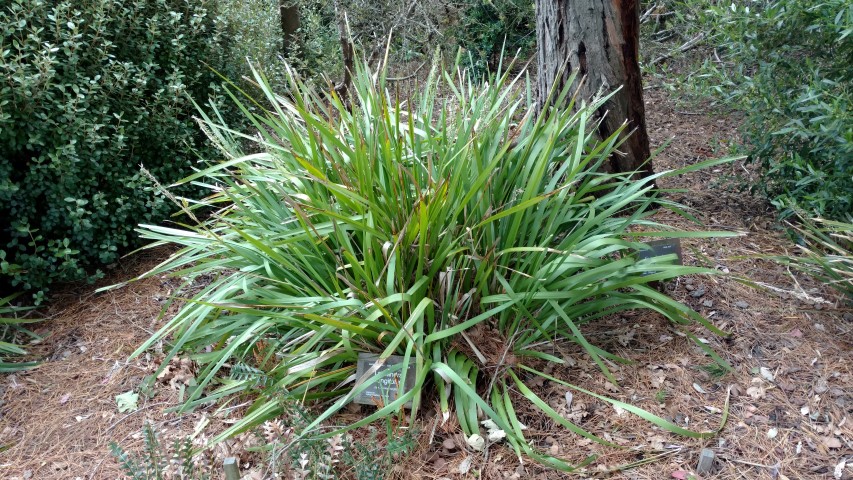 Lomandra longifolia plantplacesimage20161213_114004.jpg