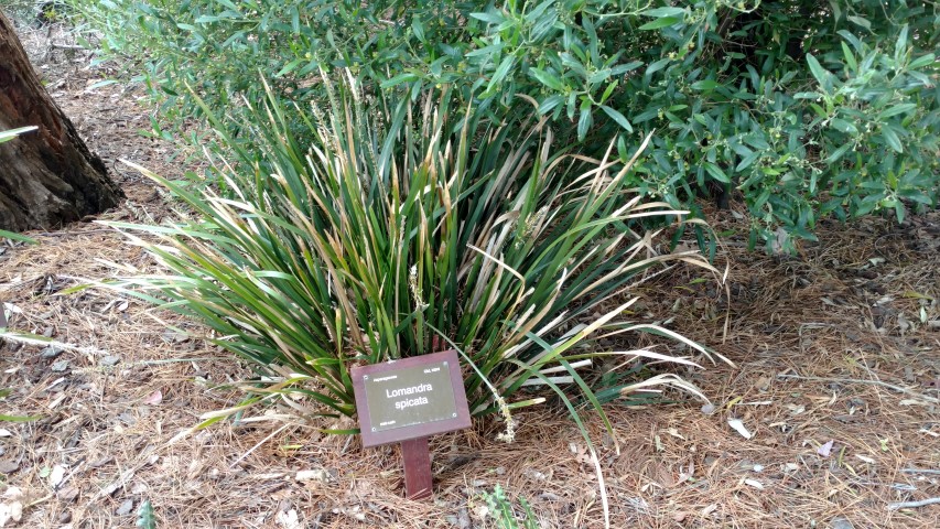 Lomandra spicata plantplacesimage20161213_114040.jpg